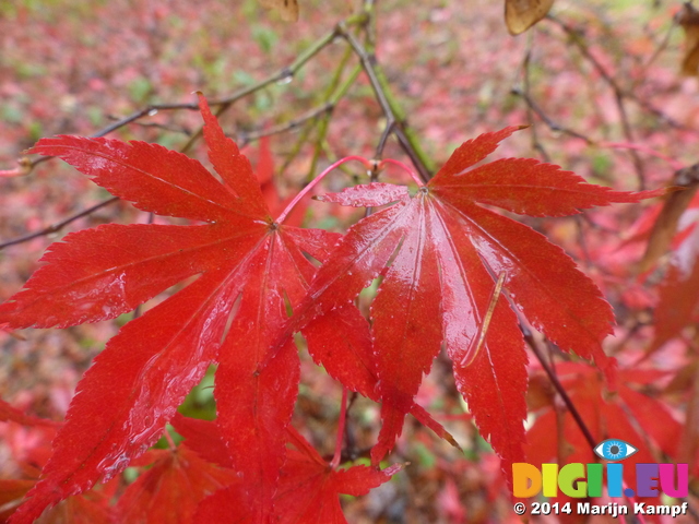 FZ009406 Red mable leaves